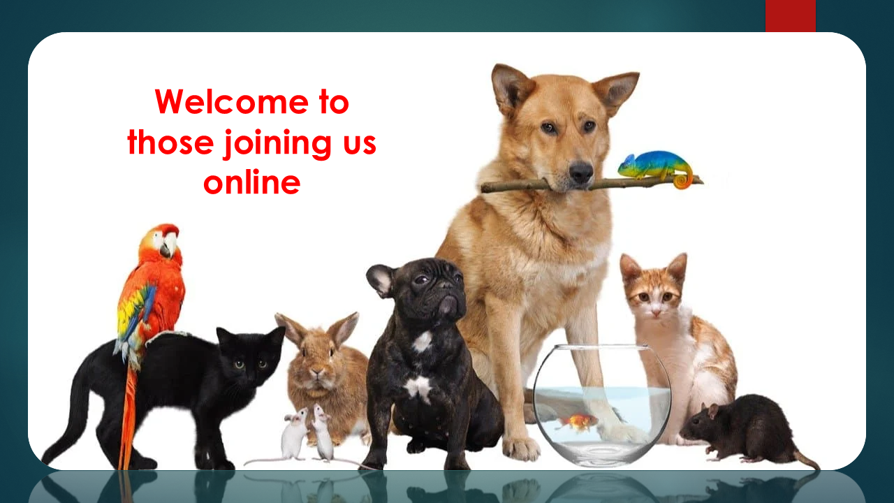 Pet blessing - S.png