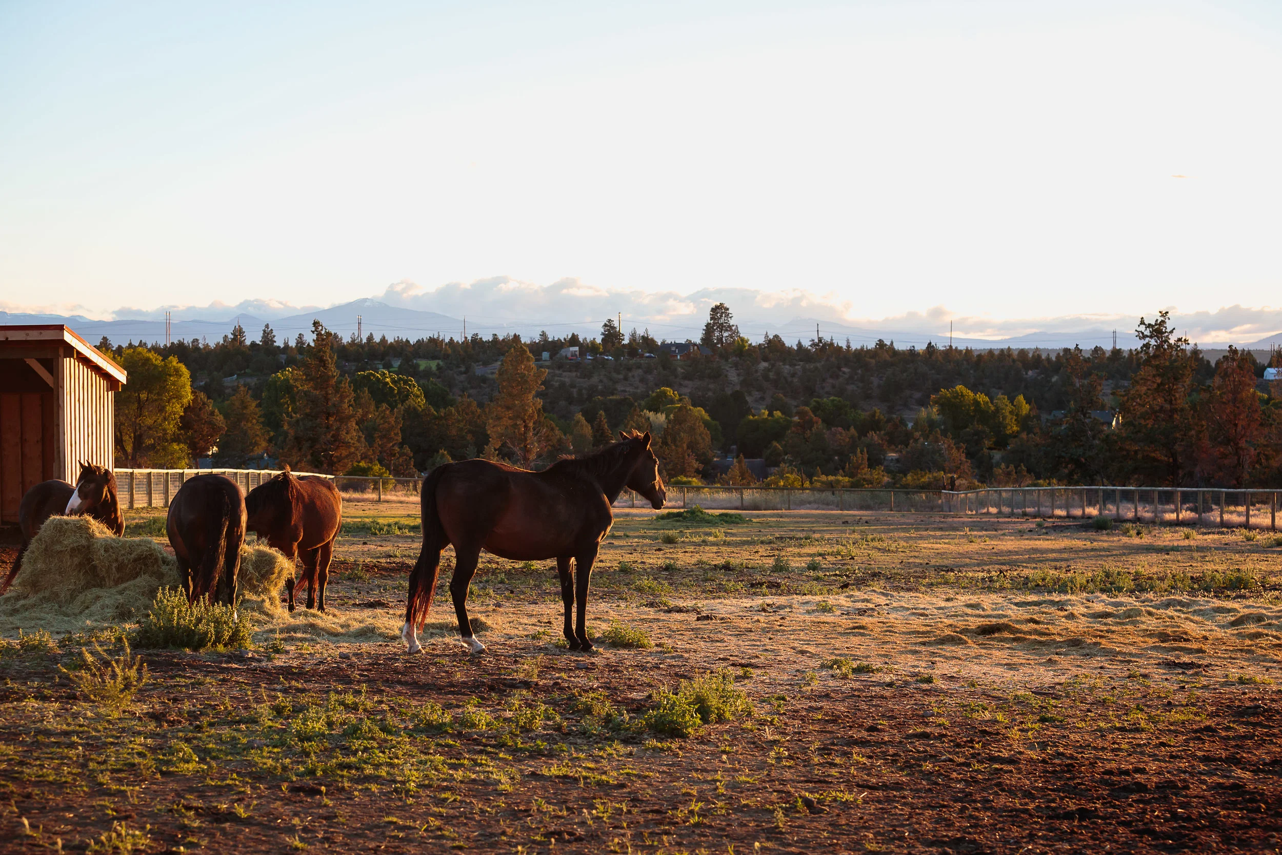 The growing herd at HeartSpace Horse Sanctuary