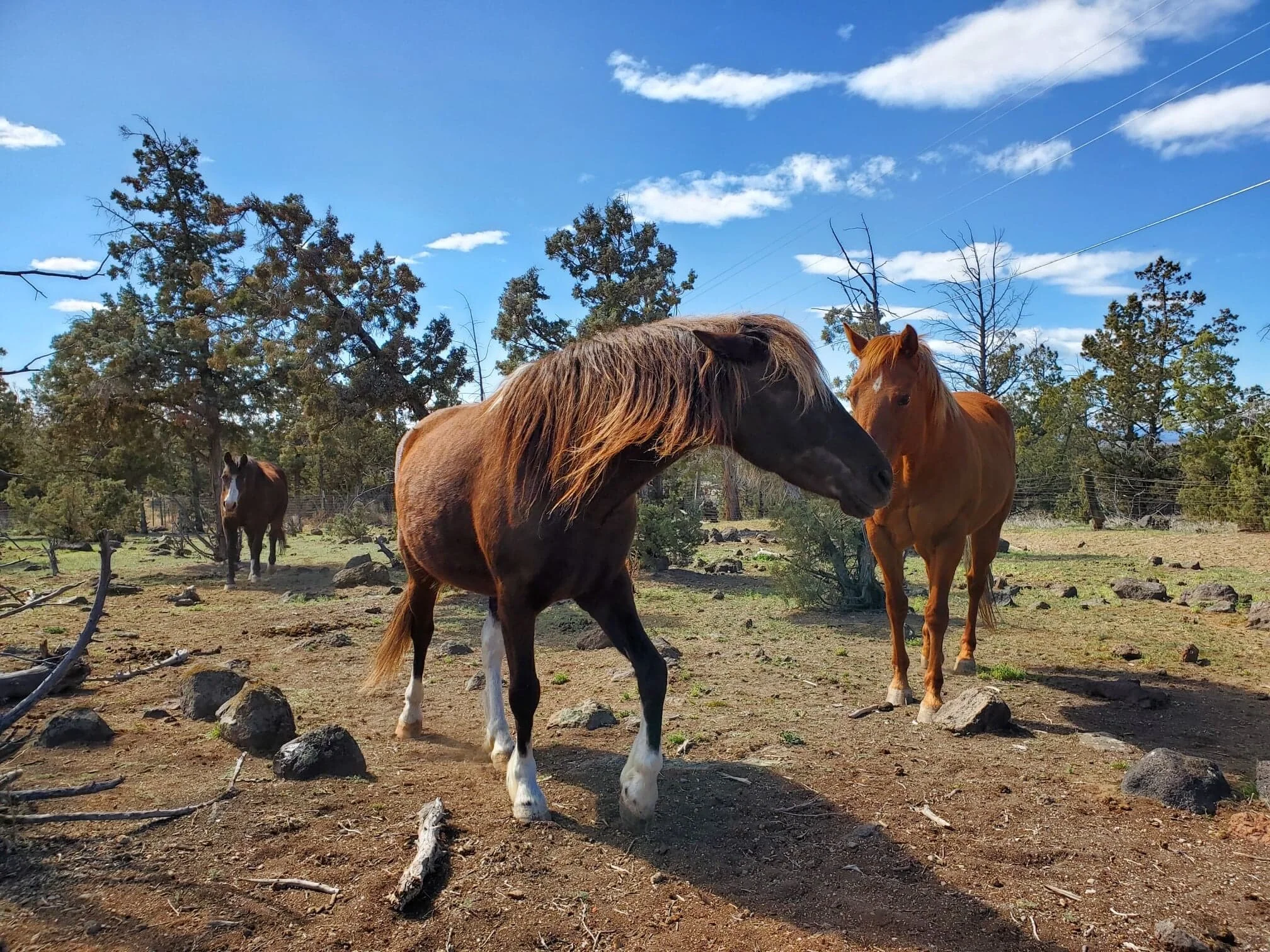 Pony Play - Introducing the Ponies of HSHS