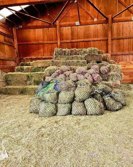 Plenty of hay bags prepped for a select few of the horses! We are slowly transitioning from an orchard grass blend to bluegrass straw, which has a lower sugar content. The hay nets work as a slow feeding system so that the horses can graze throughout