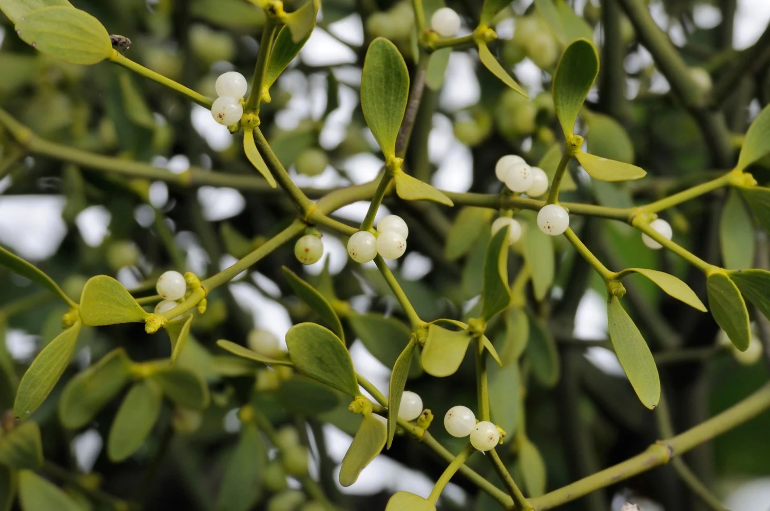 Mistletoe &amp; Me: How Hope Spring Clinic Turns an Ancient Tree‑Medicine into Modern Cancer‑Care Support