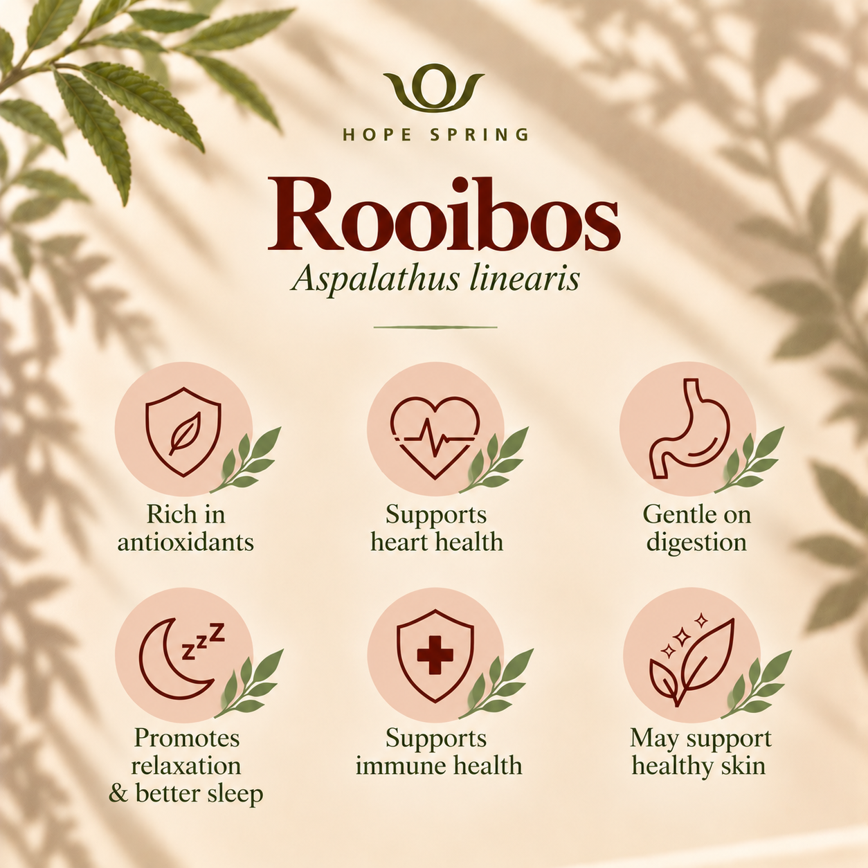 Rooibos Botanical Benefits Infographic.png