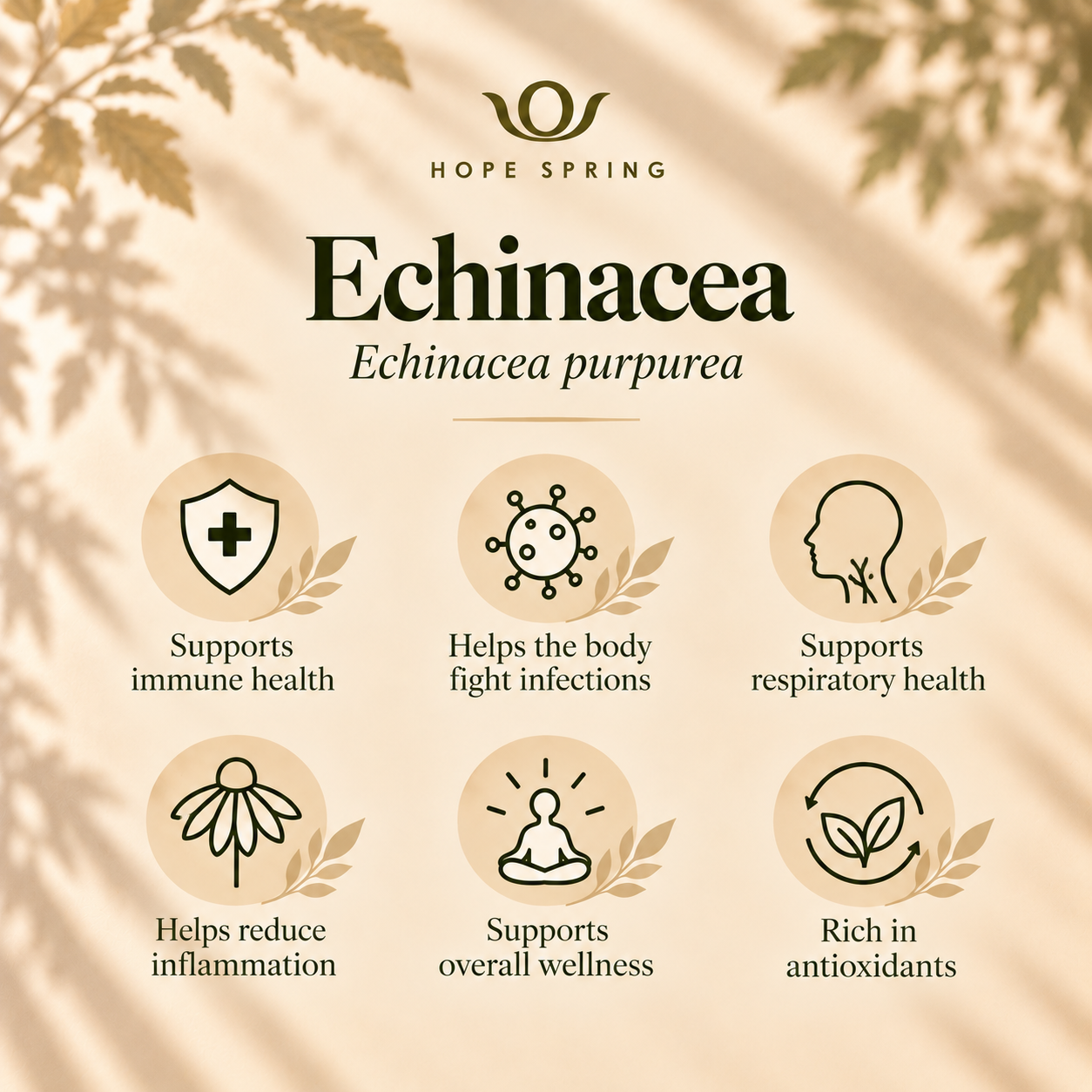 Echinacea Herbal Wellness Benefits.png