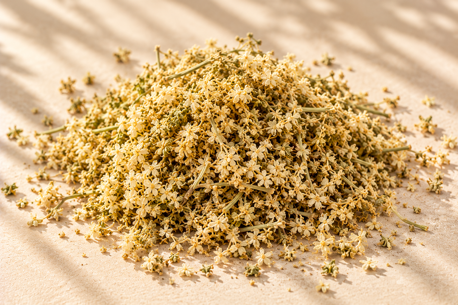 Elderflower (Sambucus nigra)