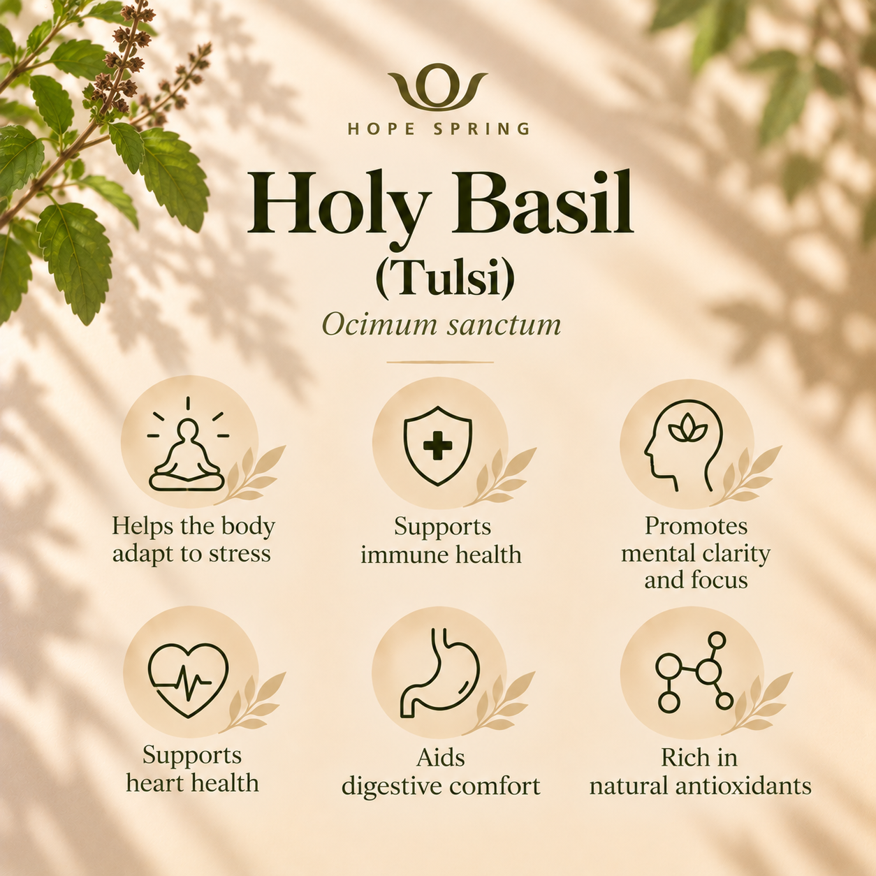 Holy Basil Wellness Infographic.png