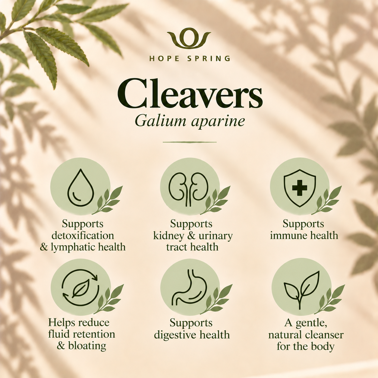 Cleavers Herbal Benefits Infographic.png