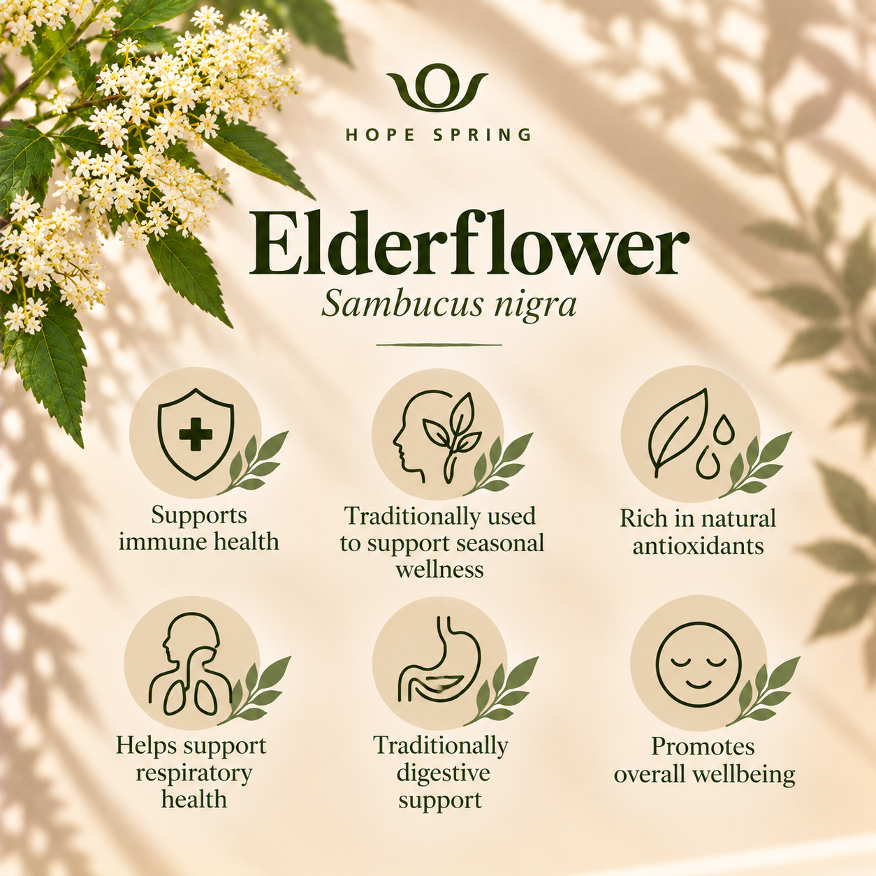 Elderflower Botanical Wellness Guide.png