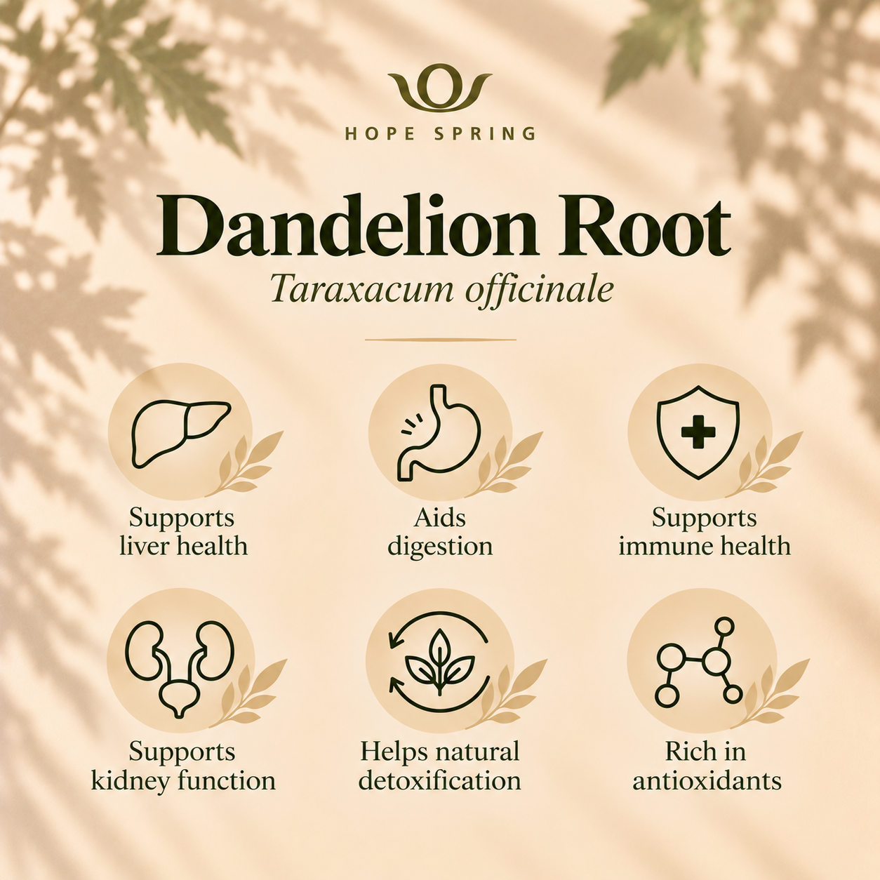 Dandelion Root Wellness Infographic.png