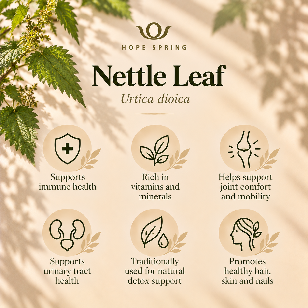 Nettle Leaf Wellness Infographic.png