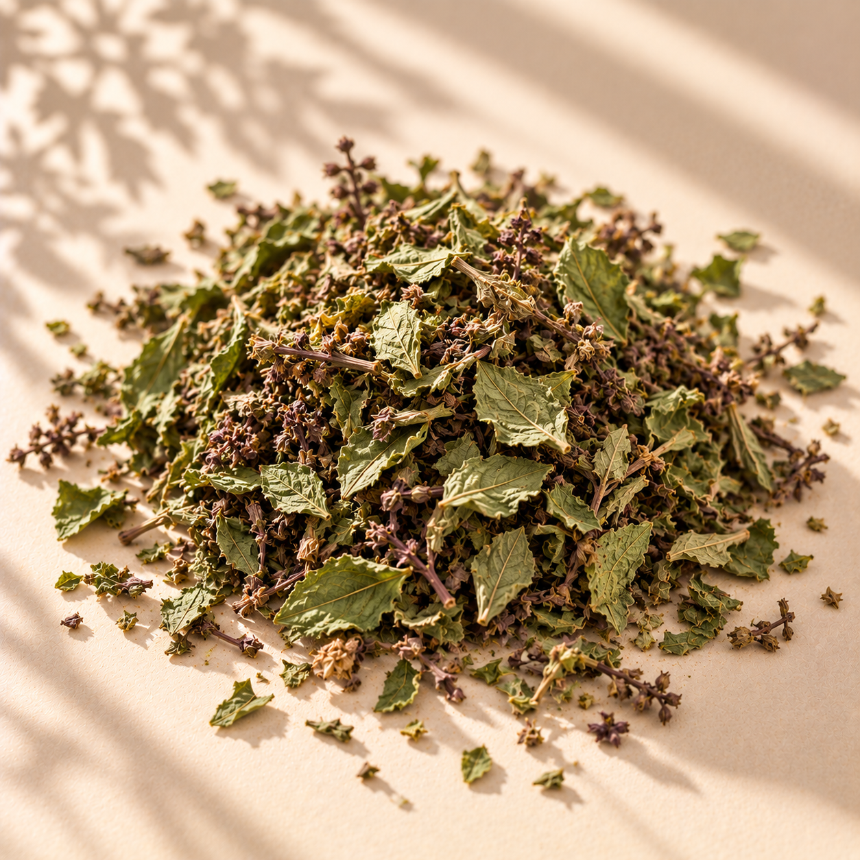 Holy Basil / Tulsi (Ocimum tenuiflorum)