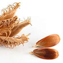 Fagus Sylvatica Extract Estratto di gemme di faggio , agendo all’interno, hanno la capacità di stimolare il metabolismo cutaneo e l’aumento della riserva energetica intra cellulare.