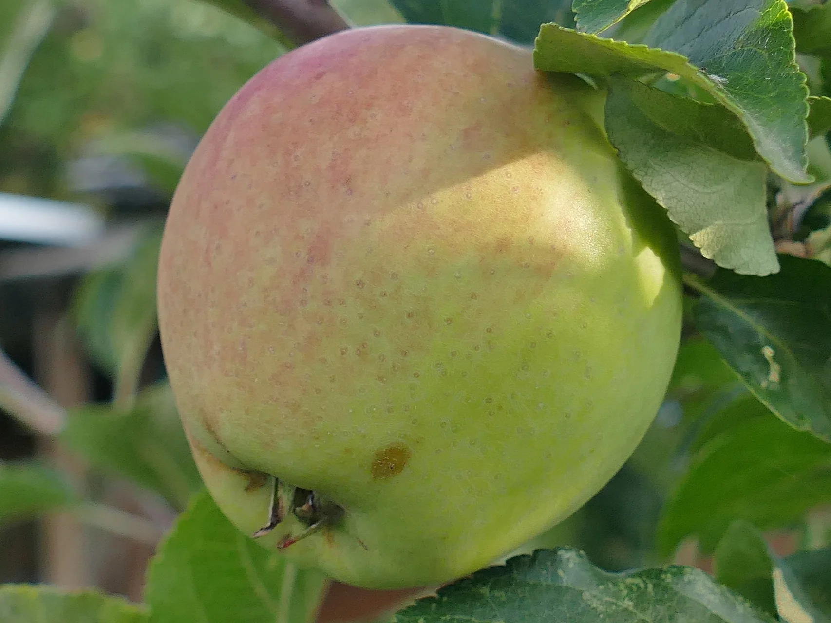 apple-2670133_1920.jpg