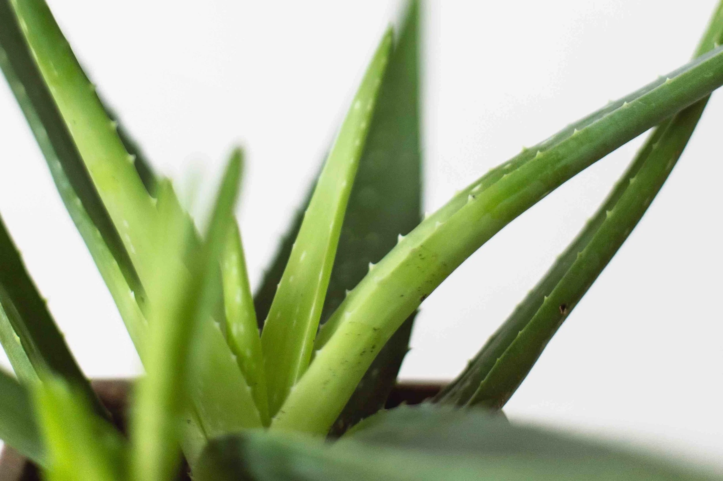aloe.jpg