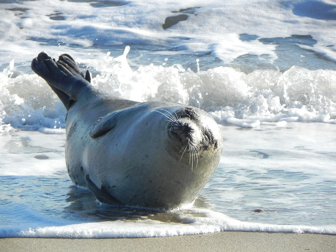 harbor-seal-1757161_1280.jpg