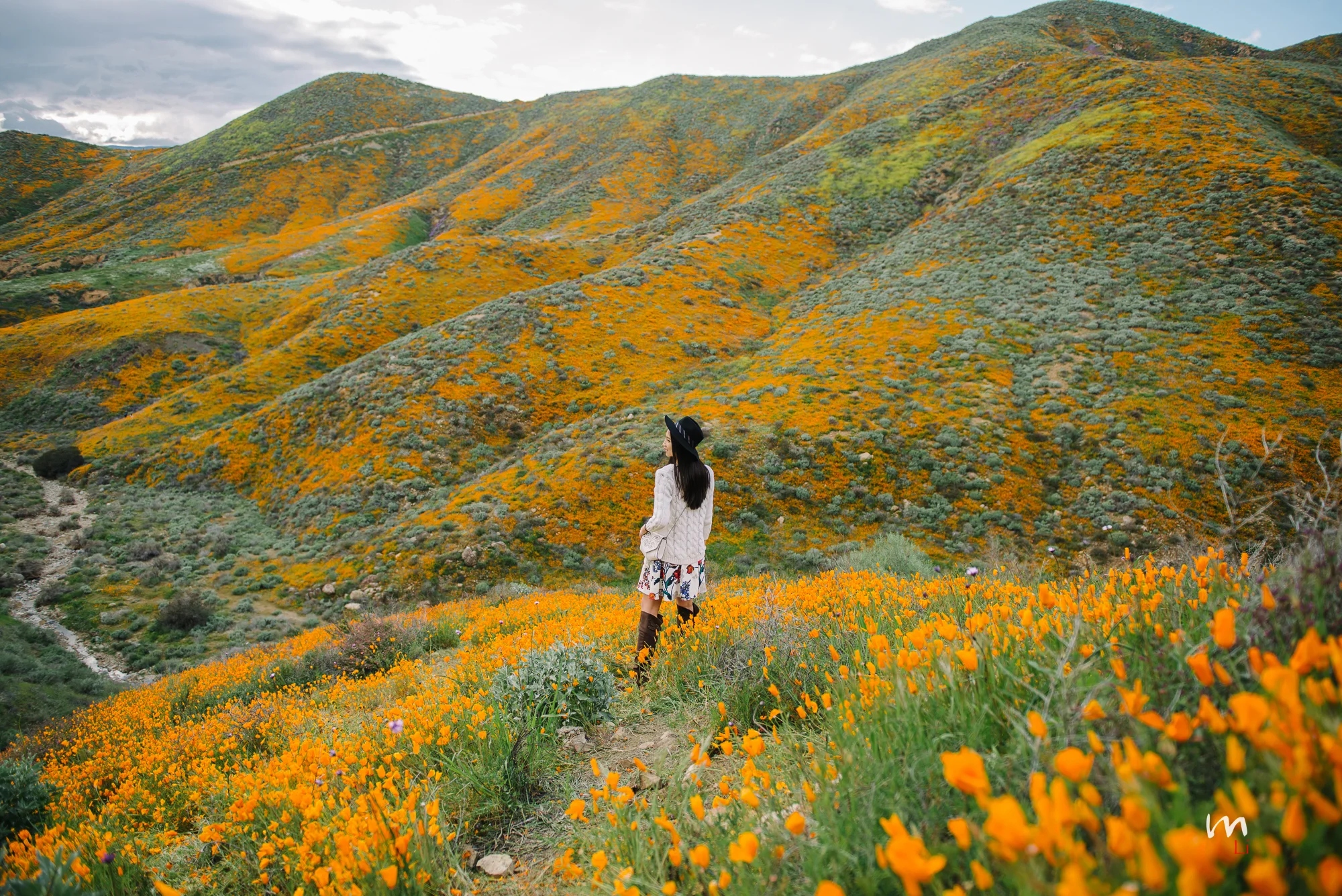Walking Into The Sea of Poppies