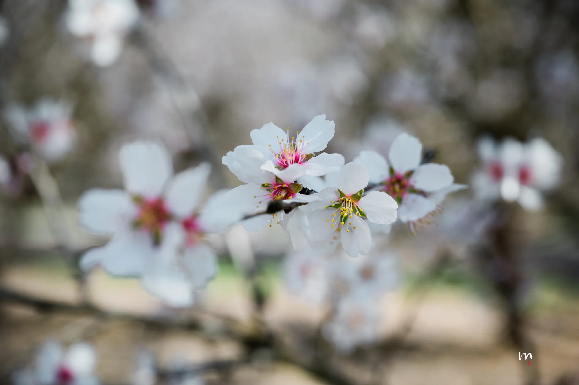 DSC_9542.jpeg