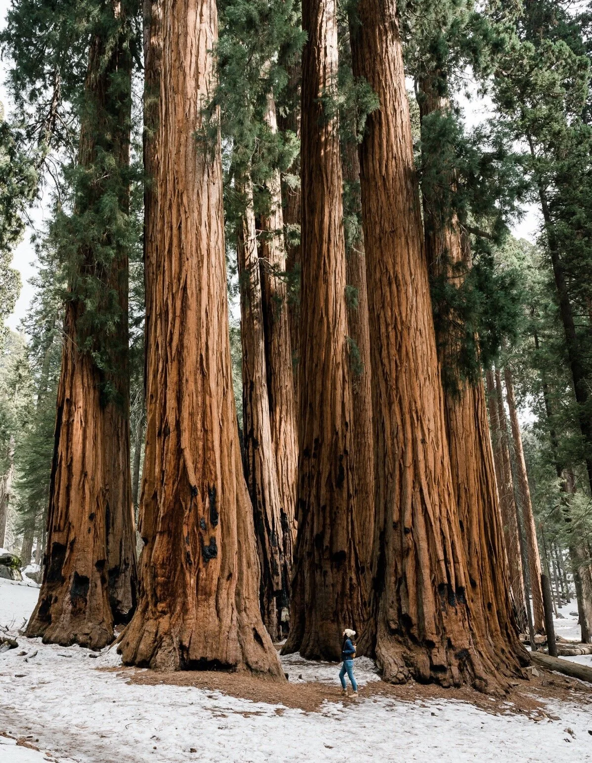 Into The Woods of Sequoia National Park