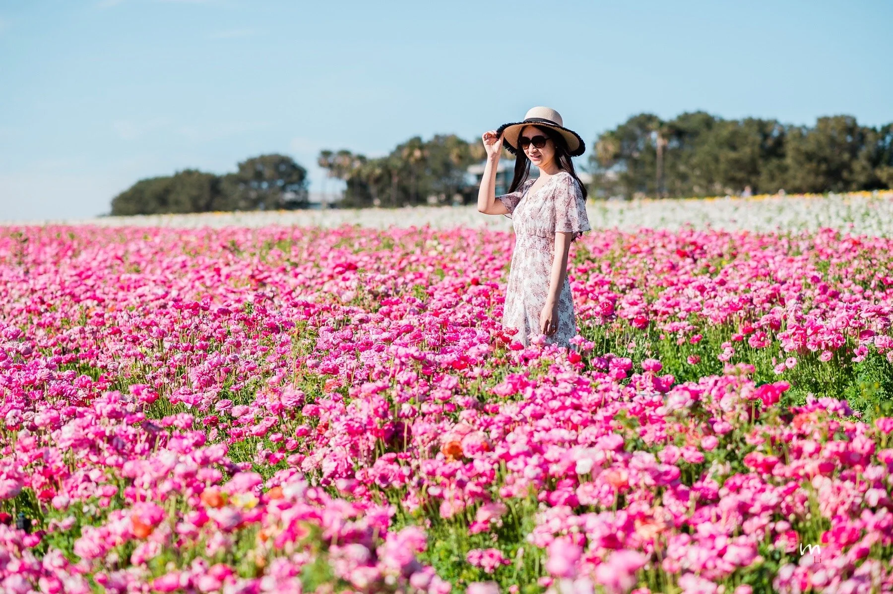 Wandering Through The Carlsbad Flower Fields