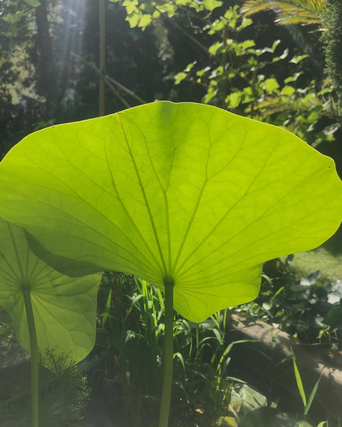 #lotus #selbstversorgergarten neu __ @ferry_nielsen