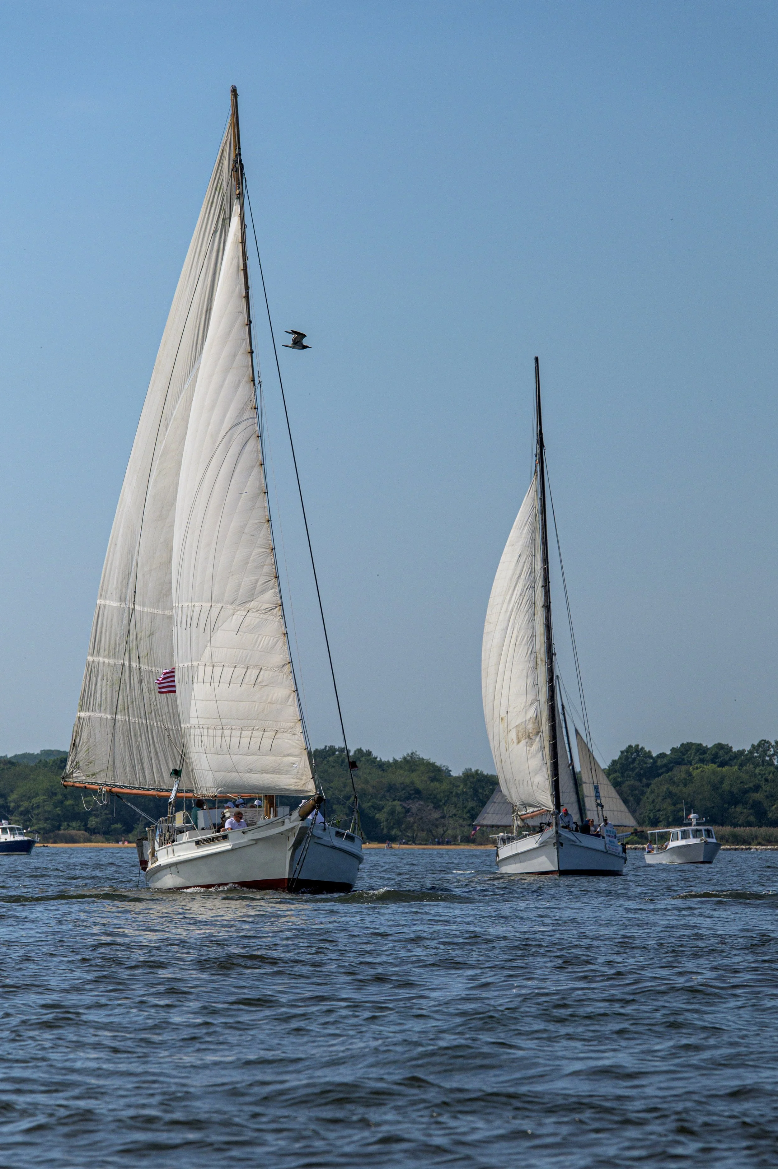 Skipjack Race 2025-17.jpg