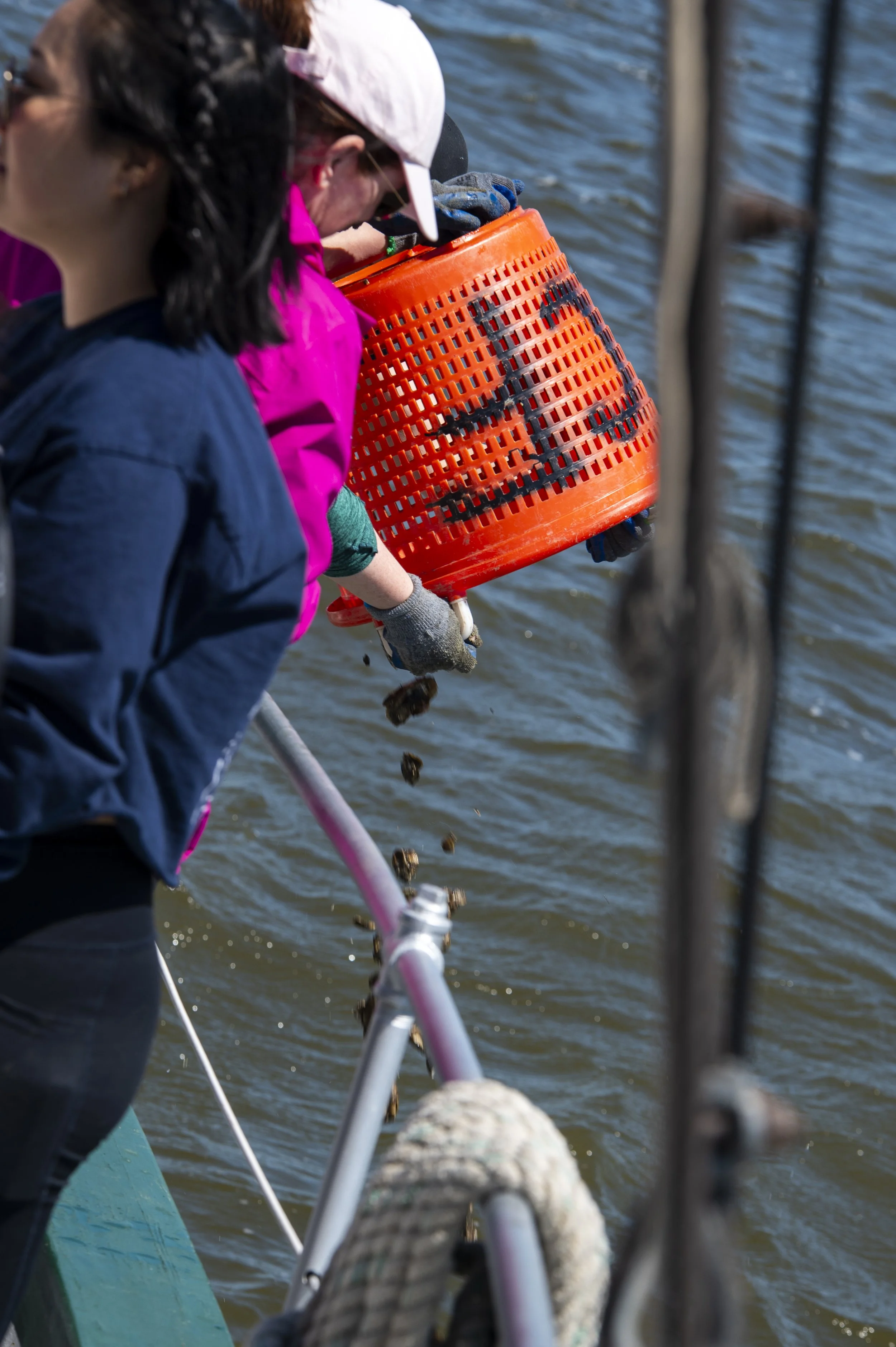 Waterfront Partnership Oyster Planting 10 May 2025-3548.jpg