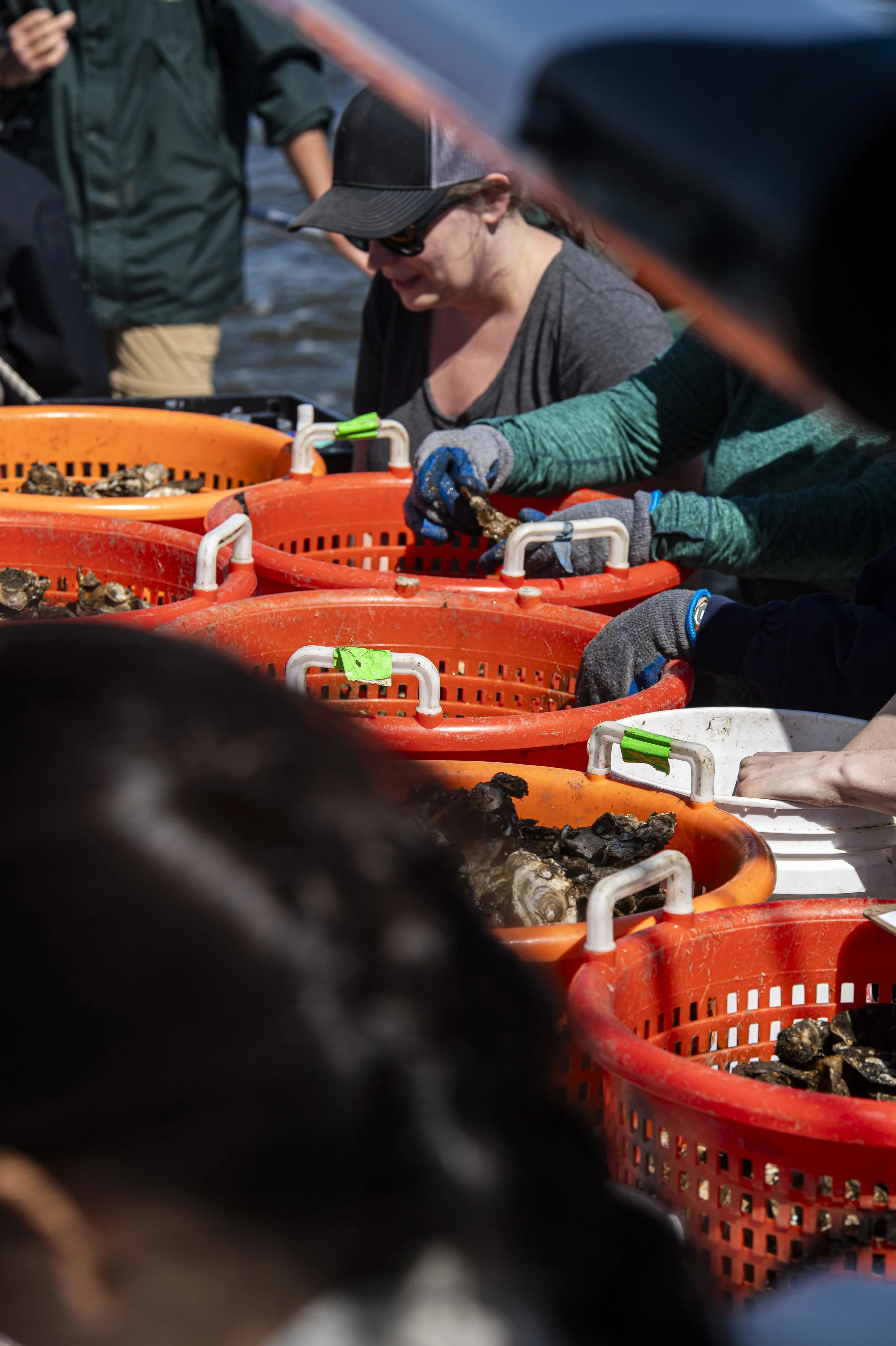 Waterfront Partnership Oyster Planting 10 May 2025-3387.jpg