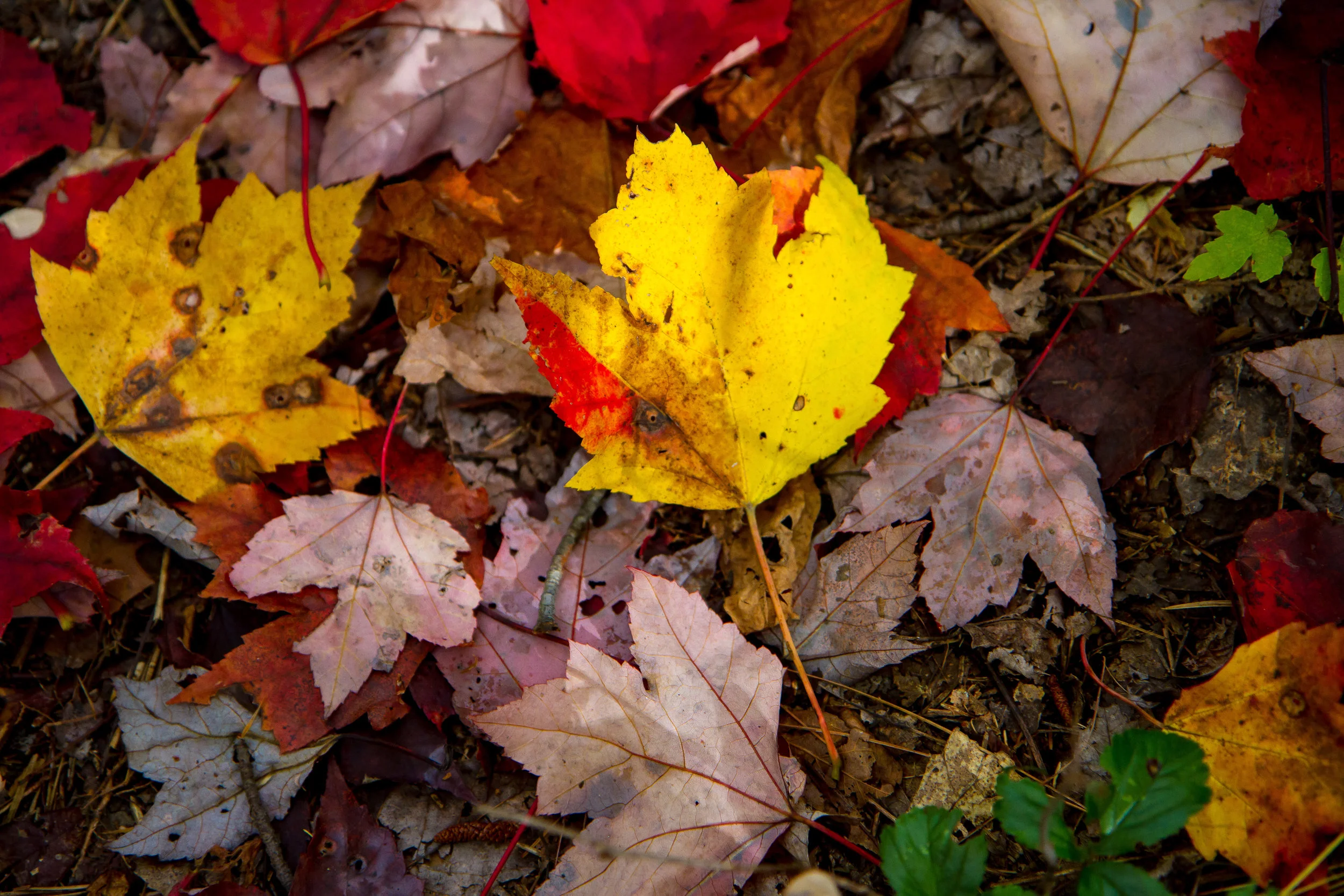 Catskills-2.jpg