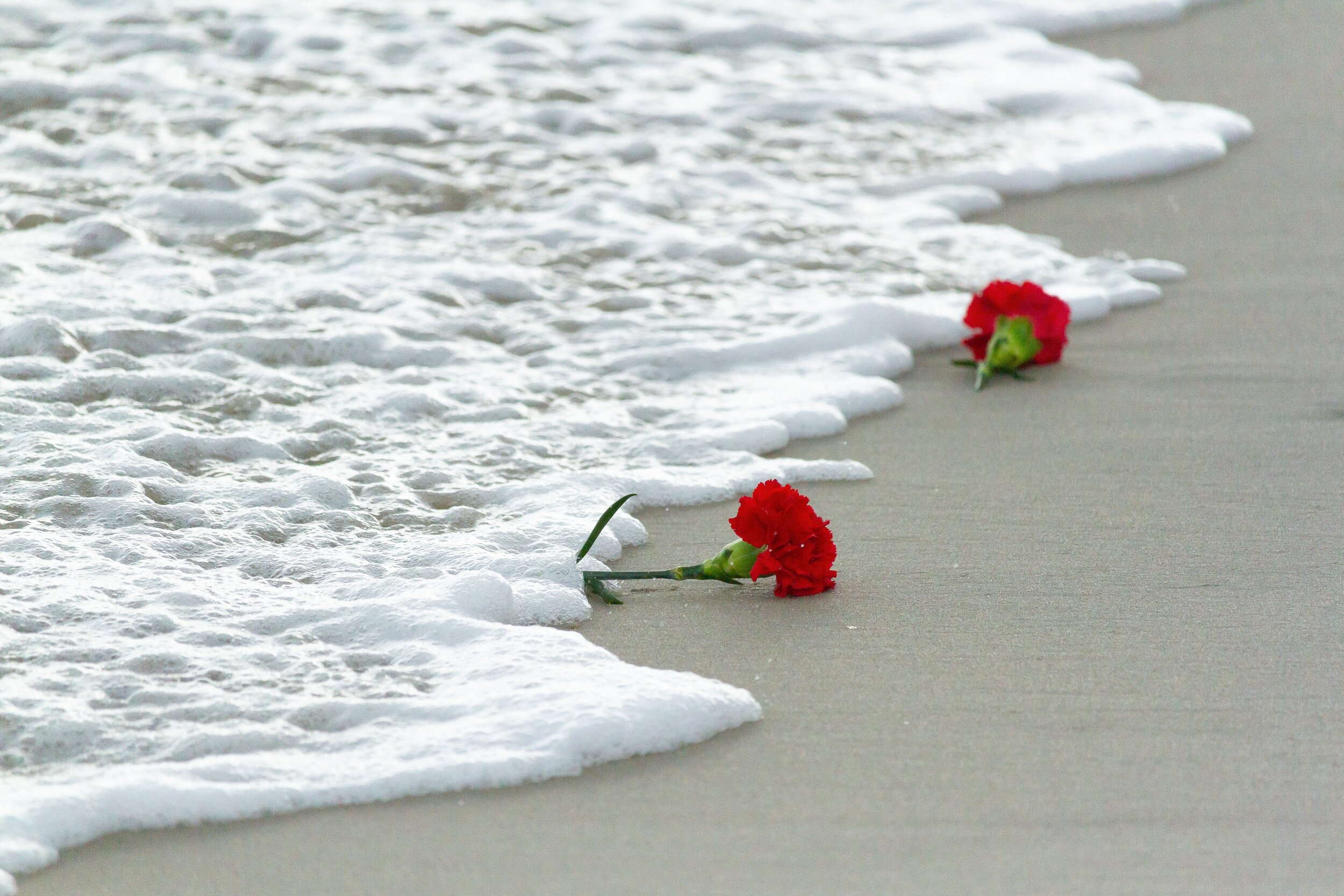   Red carnations washed ashore after friends and family tossed them in the water in remembrance of Richie Allen, a NYC firefighter who lost his life on 9/11.  