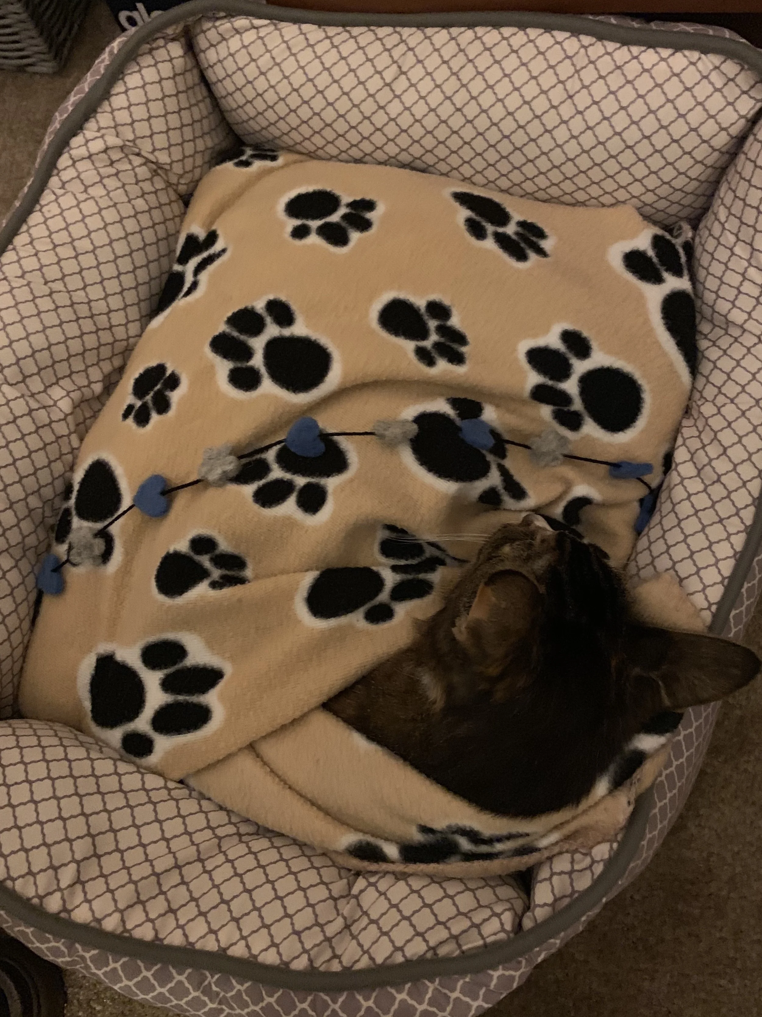 Nip after she passed on peacefully with gentle euthanasia