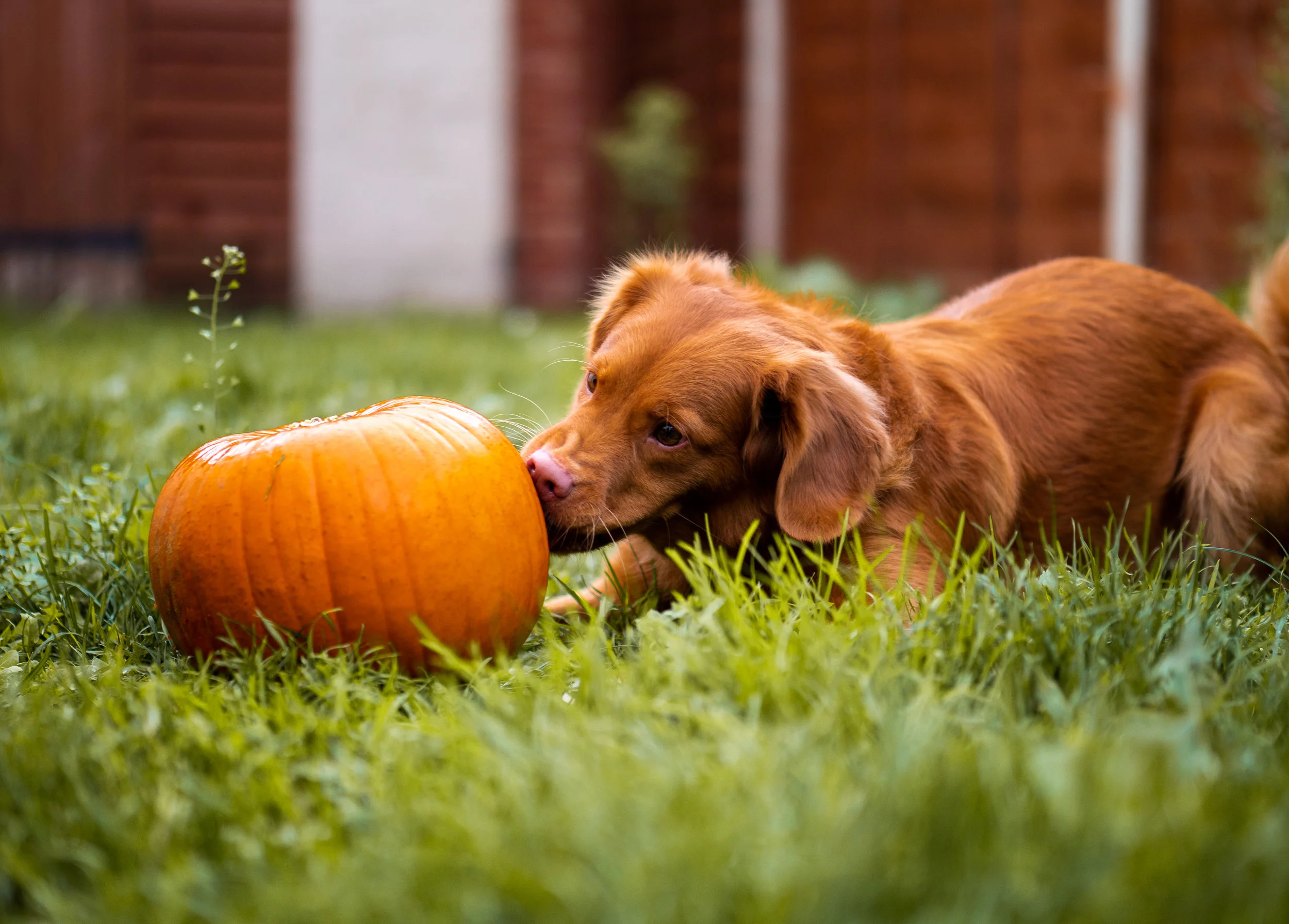 Pumpkin for Senior Pets: Benefits, Cautions & Myths