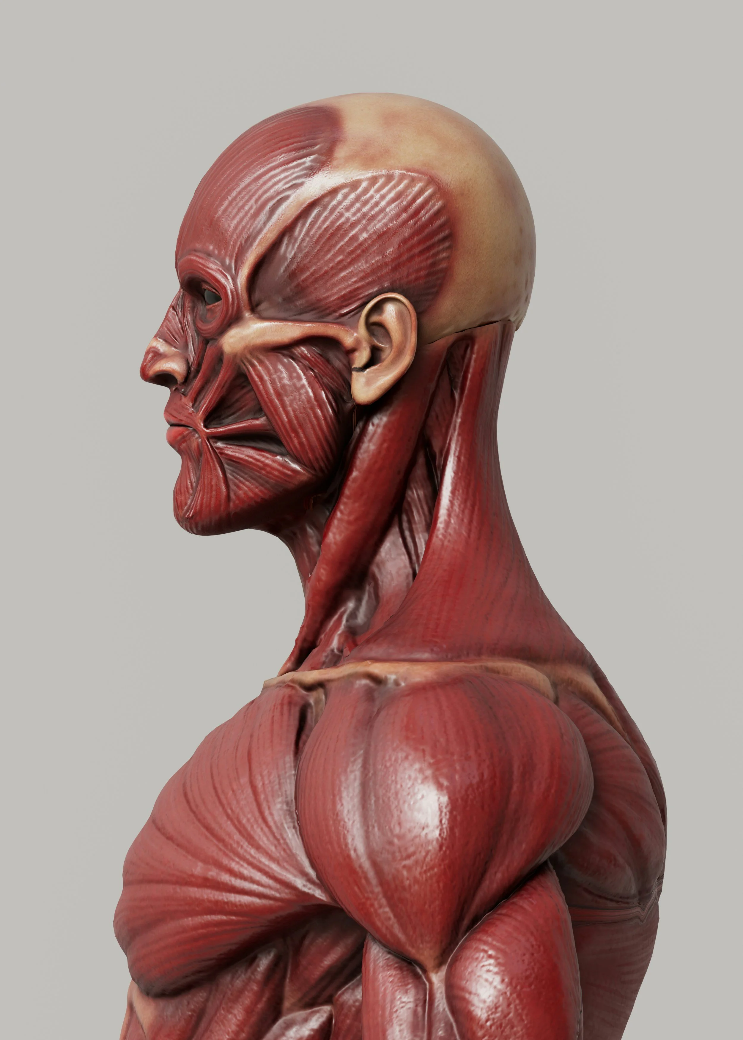A side view of an anatomical model of the head, neck and shoulder showing the muscles, against a gray background.