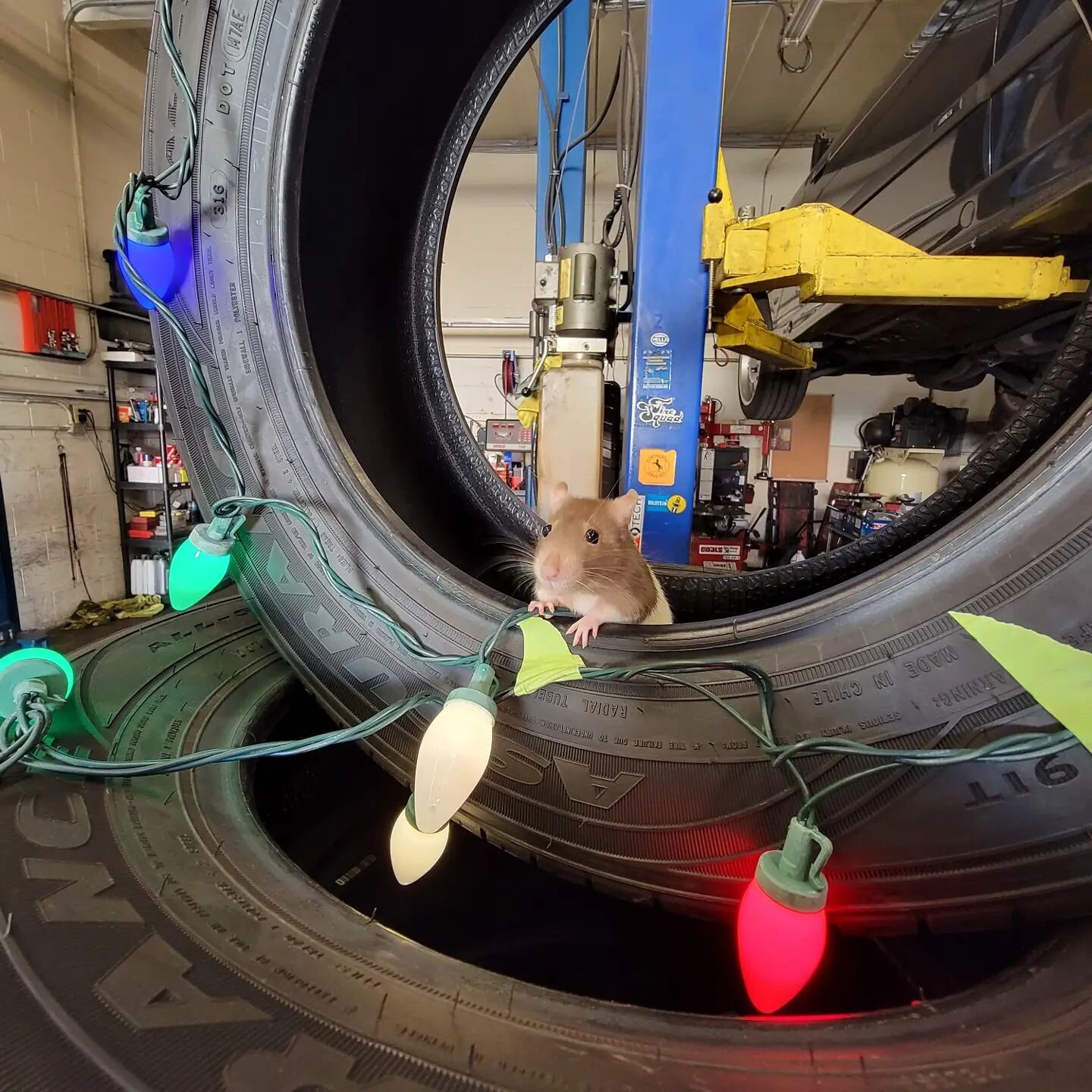Lavender is our new tech at the shop and she says &quot;Happy Holidays from Tire Squad! 🥺🥺🥺&quot; 
.
.
.
#tiresquad #tiresquadwestminster #happyholidays