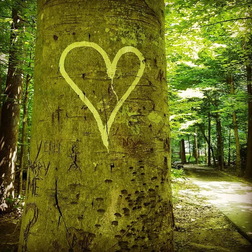 love_tree1.jpg