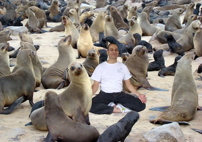Seally Yogi