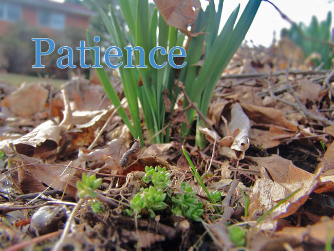 Patience