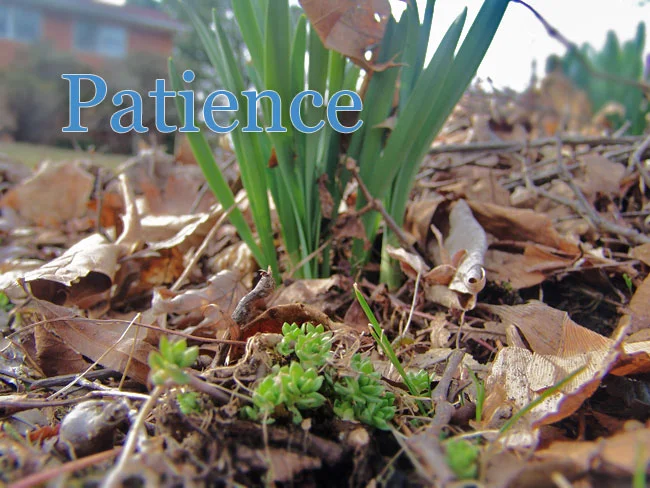 Patience