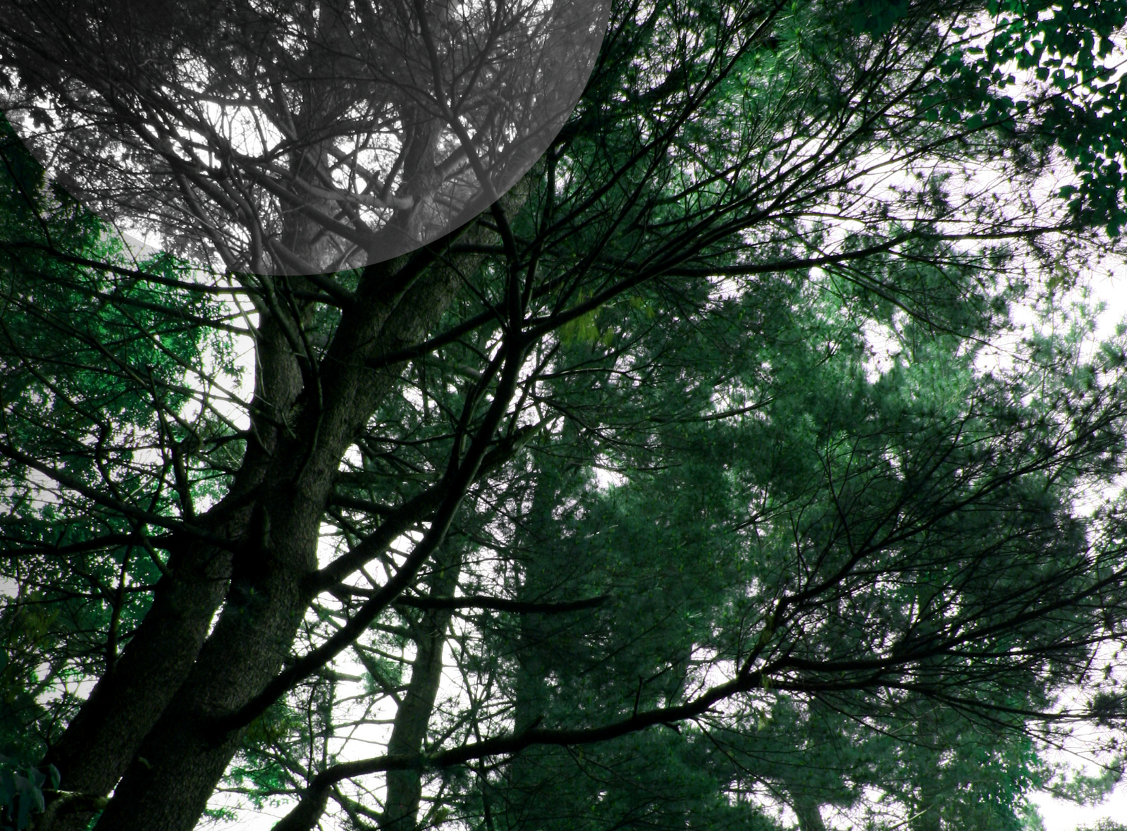 Mt. Grey Dropcard Background2.png
