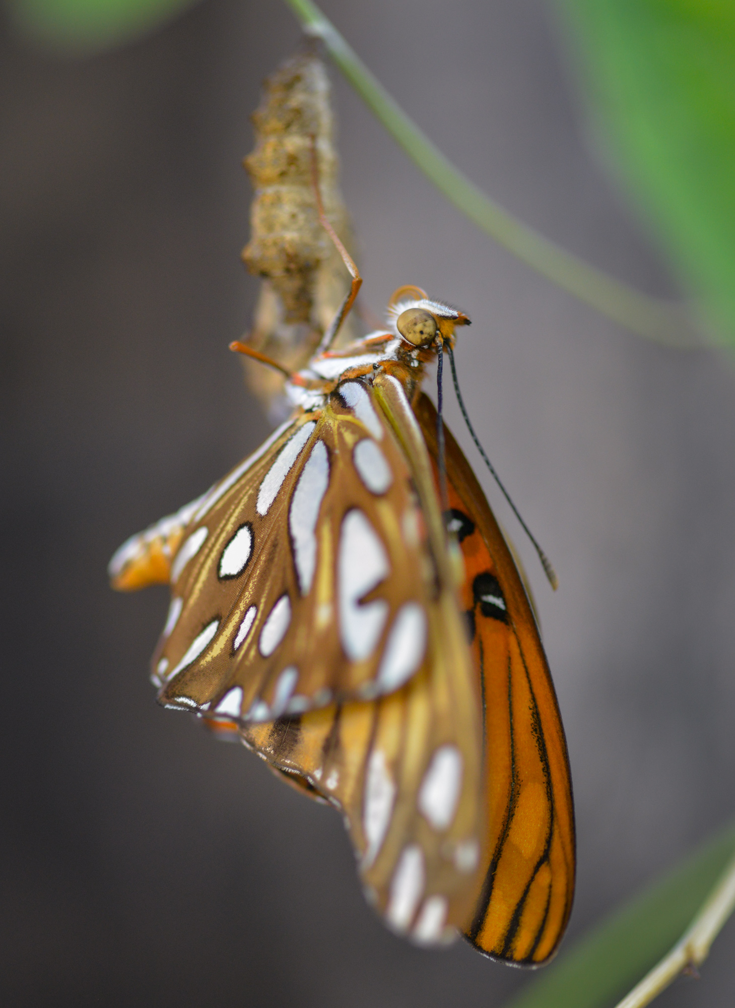 A Gulf Fritillary butterfly emerging from it's cocoon in Sacramento, California