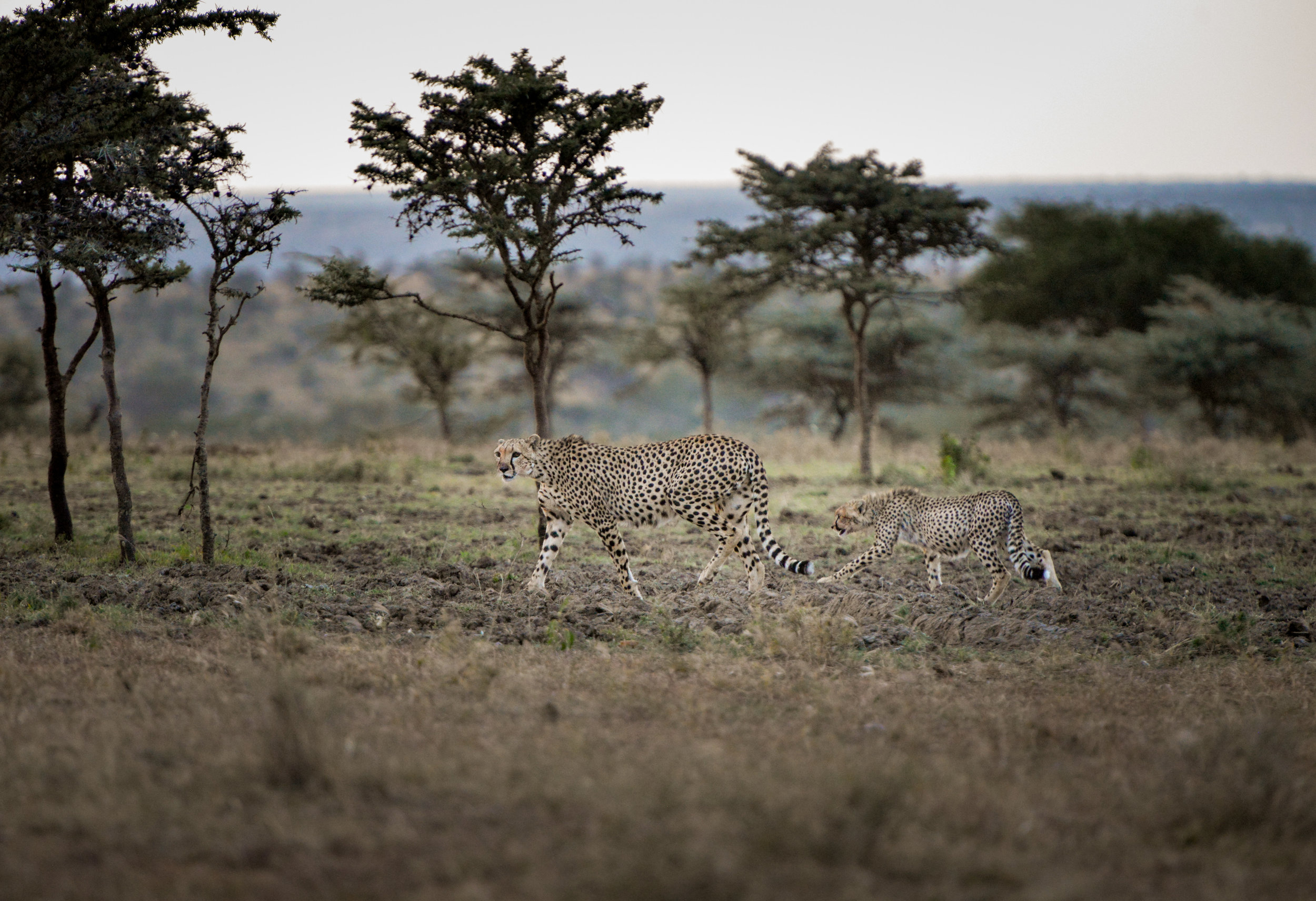 A cheetah and her cub after a kill on the El Karama Conservancy in the Laikipia region of Kenya