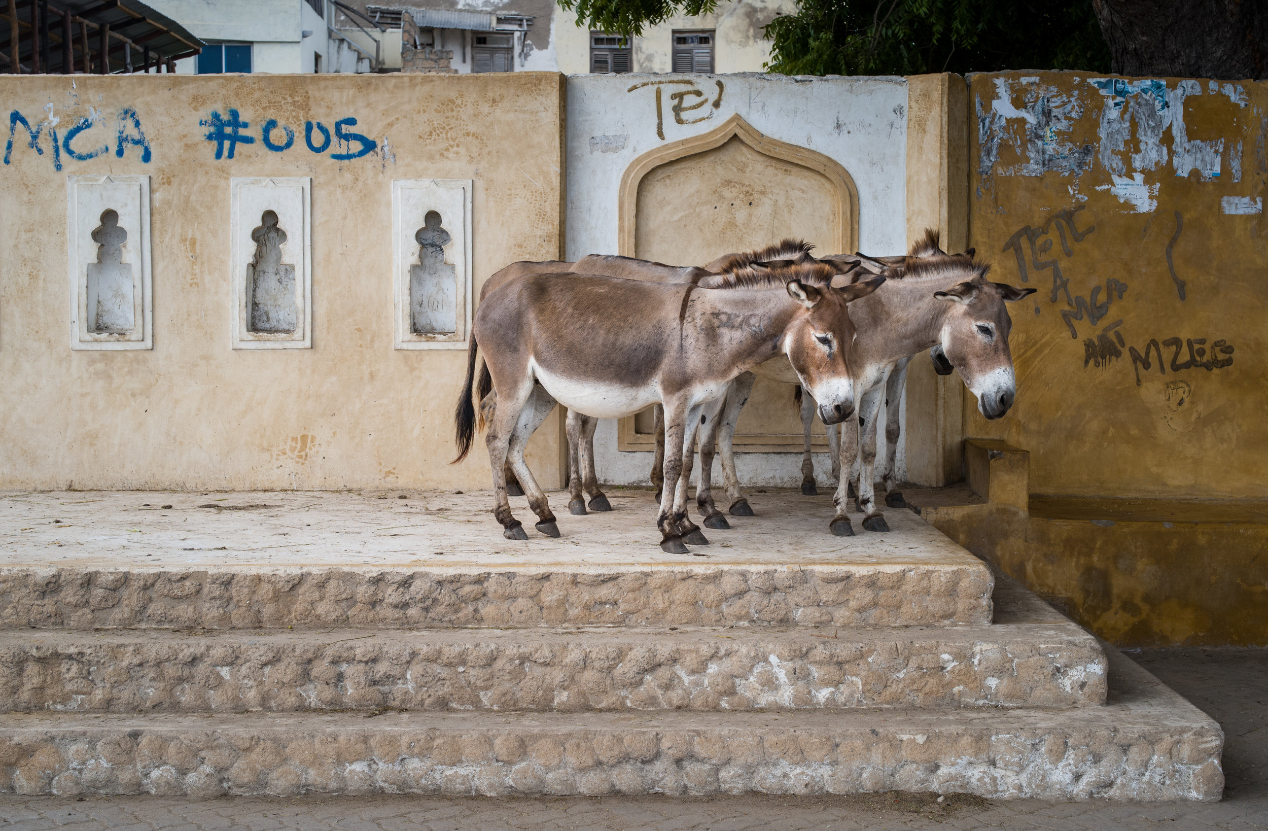 Donkeys are still the primary mode of transport through the narrow streets of Lamu, Kenya