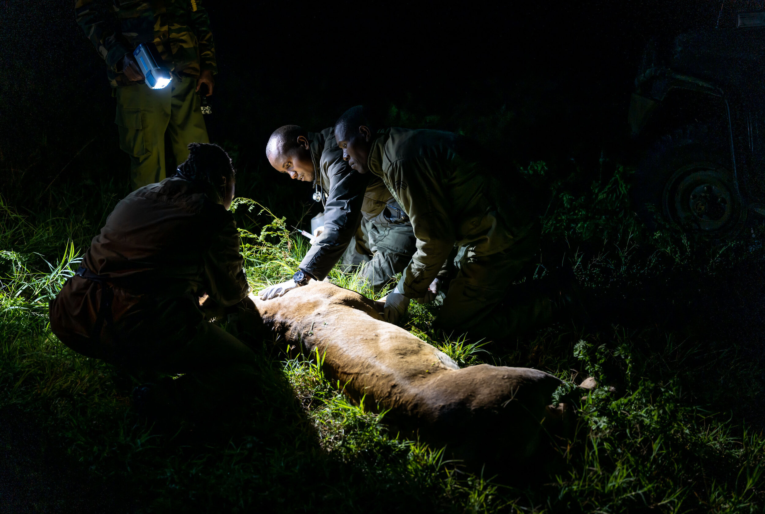 Dr. Mathew Mutinda, a Kenya Wildlife Service veterinarian, center, examines a female lion he has just tranquilized on the Loisaba Conservancy in the Laikipia region of Kenya