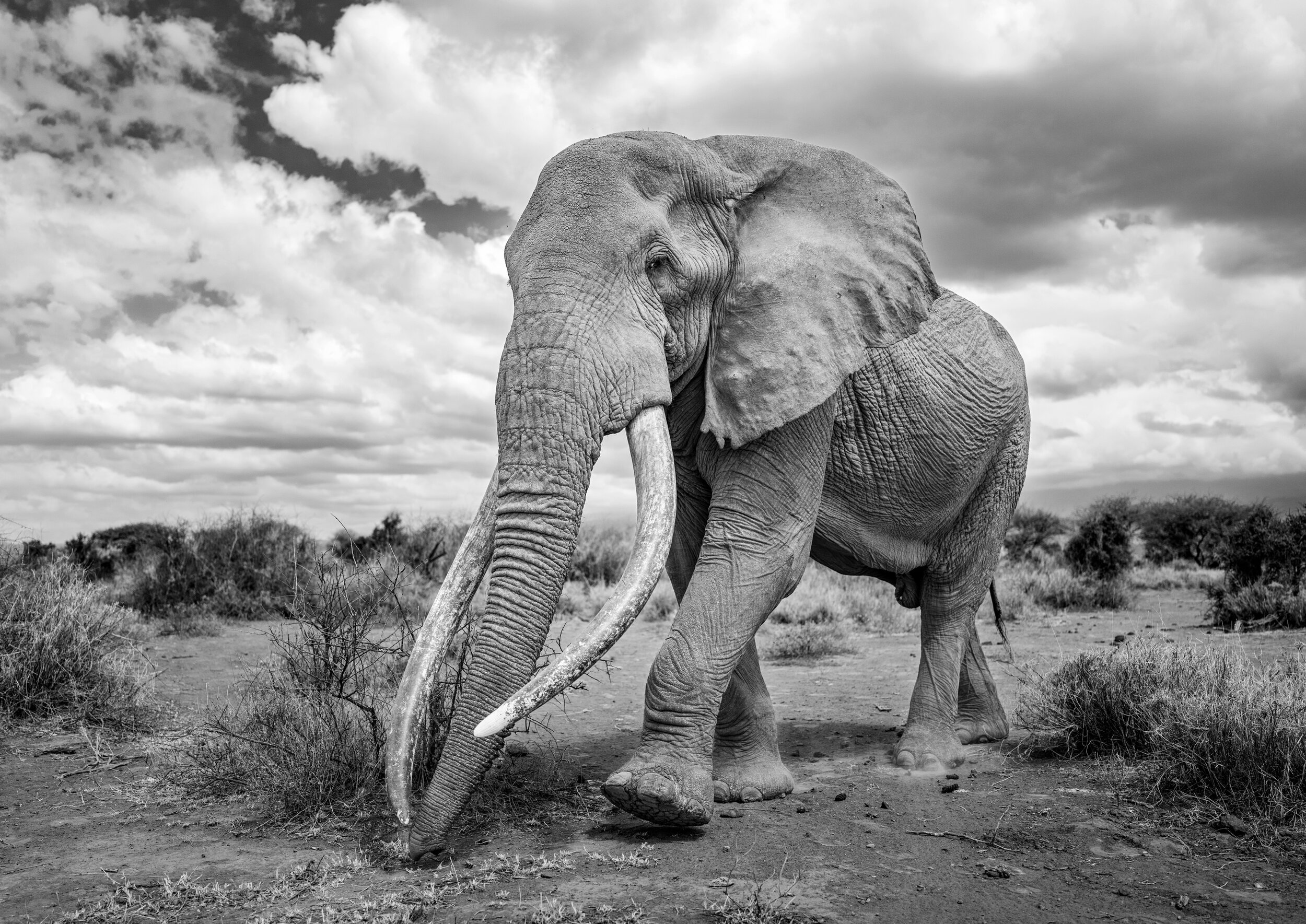 One of the last of the Big Tusker elephants, known as Craig, in the Amboseli National Park in Kenya