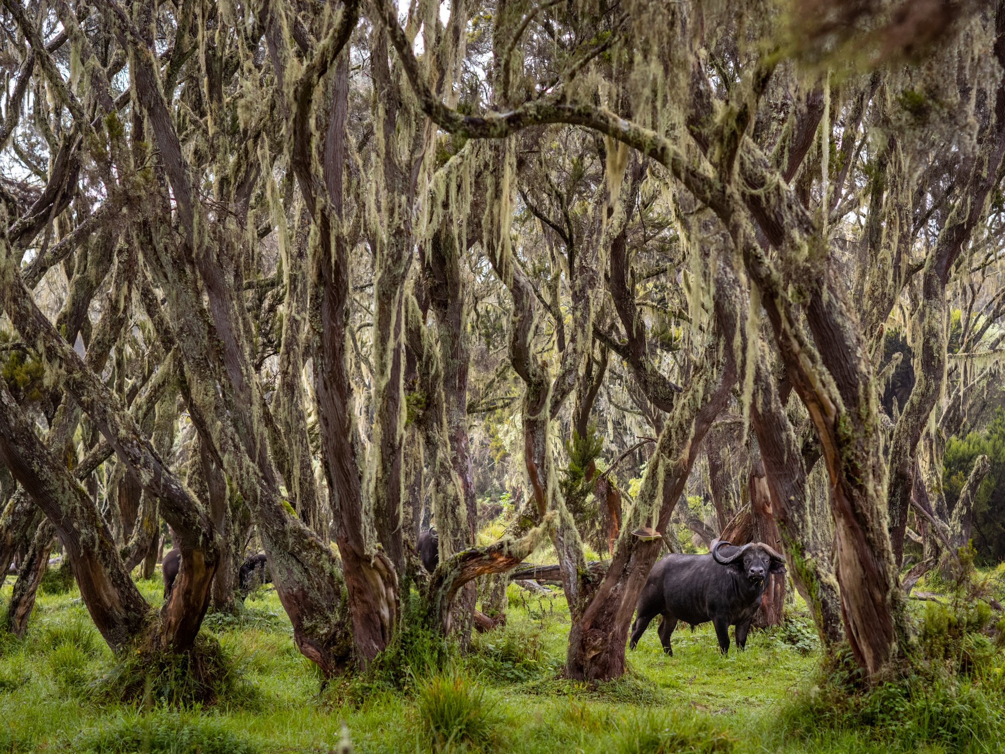 A Cape Buffalo in a grove of Giant Heather in the Aberdare Range in Kenya