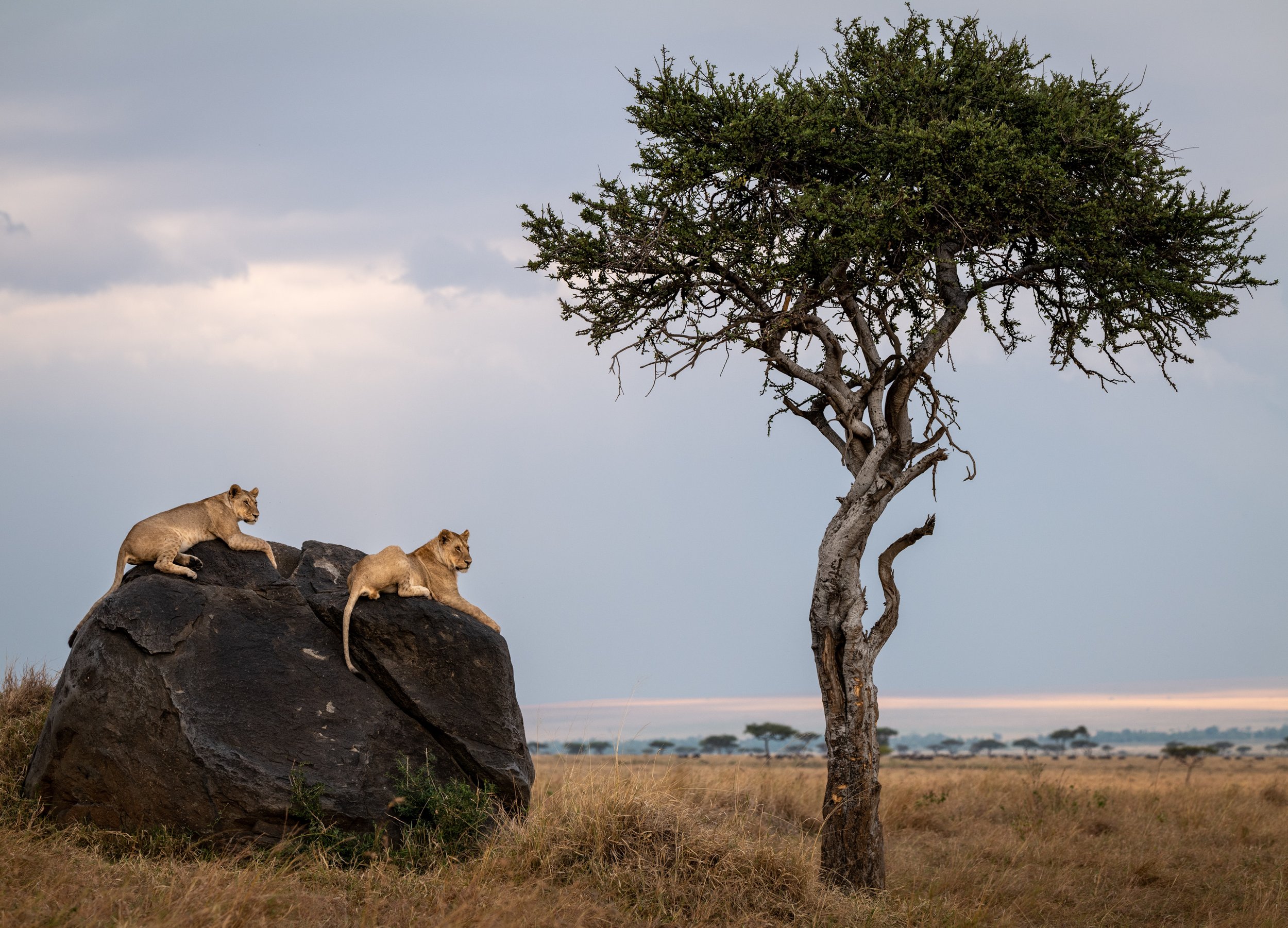 Lions in the Maasai Mara National Reserve in Kenya