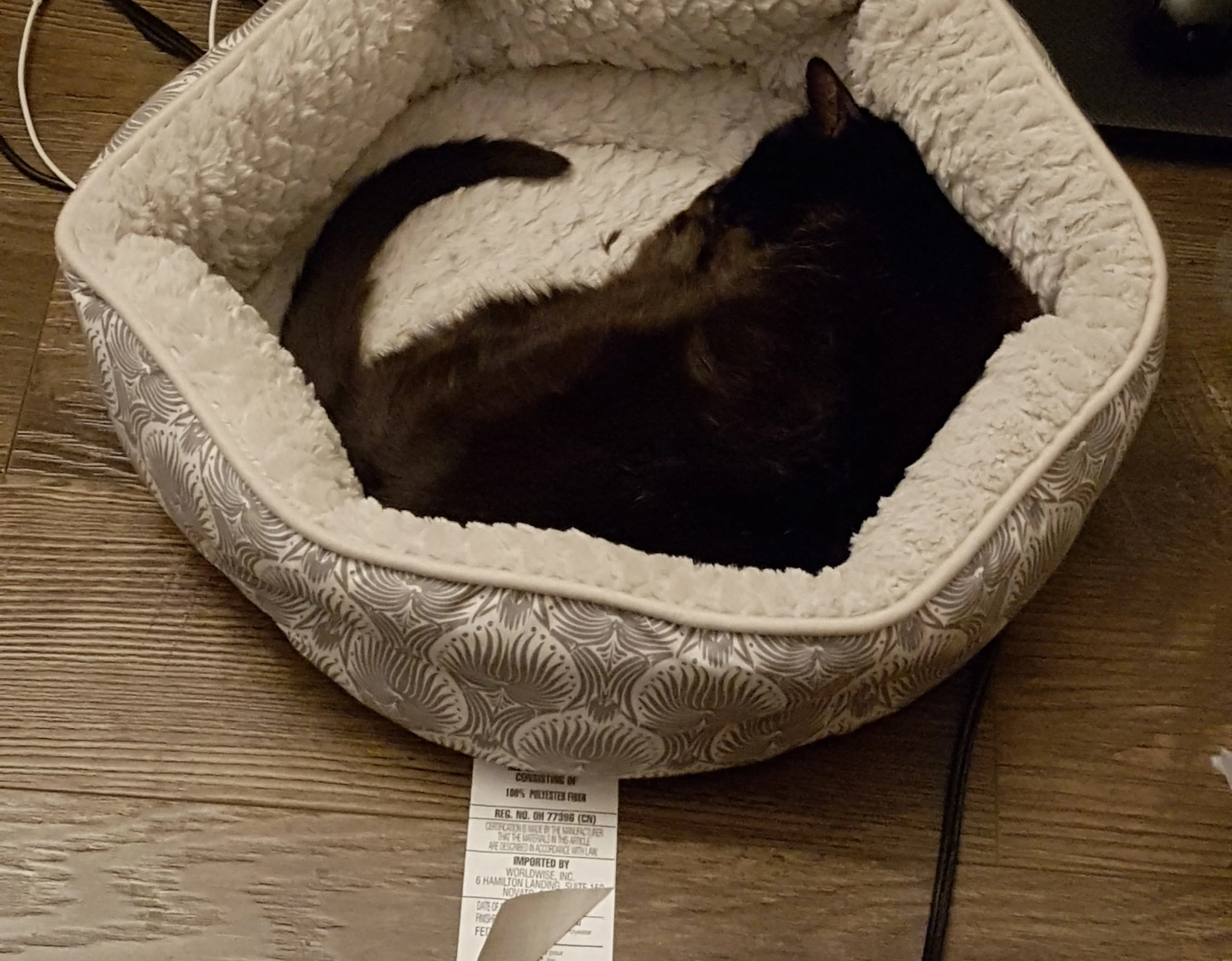 Kiri: The Cat Who Actually Likes Her Cat Bed. Until She Doesn’t.