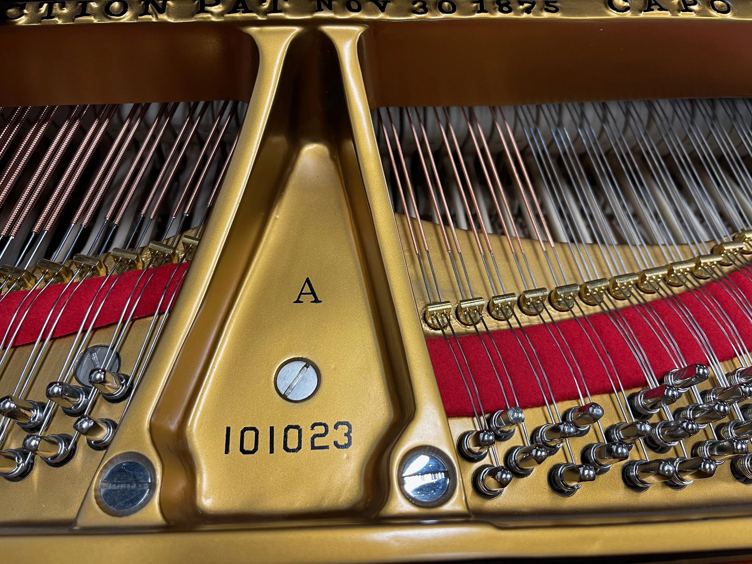 SErIAL TULIP - 1.jpeg