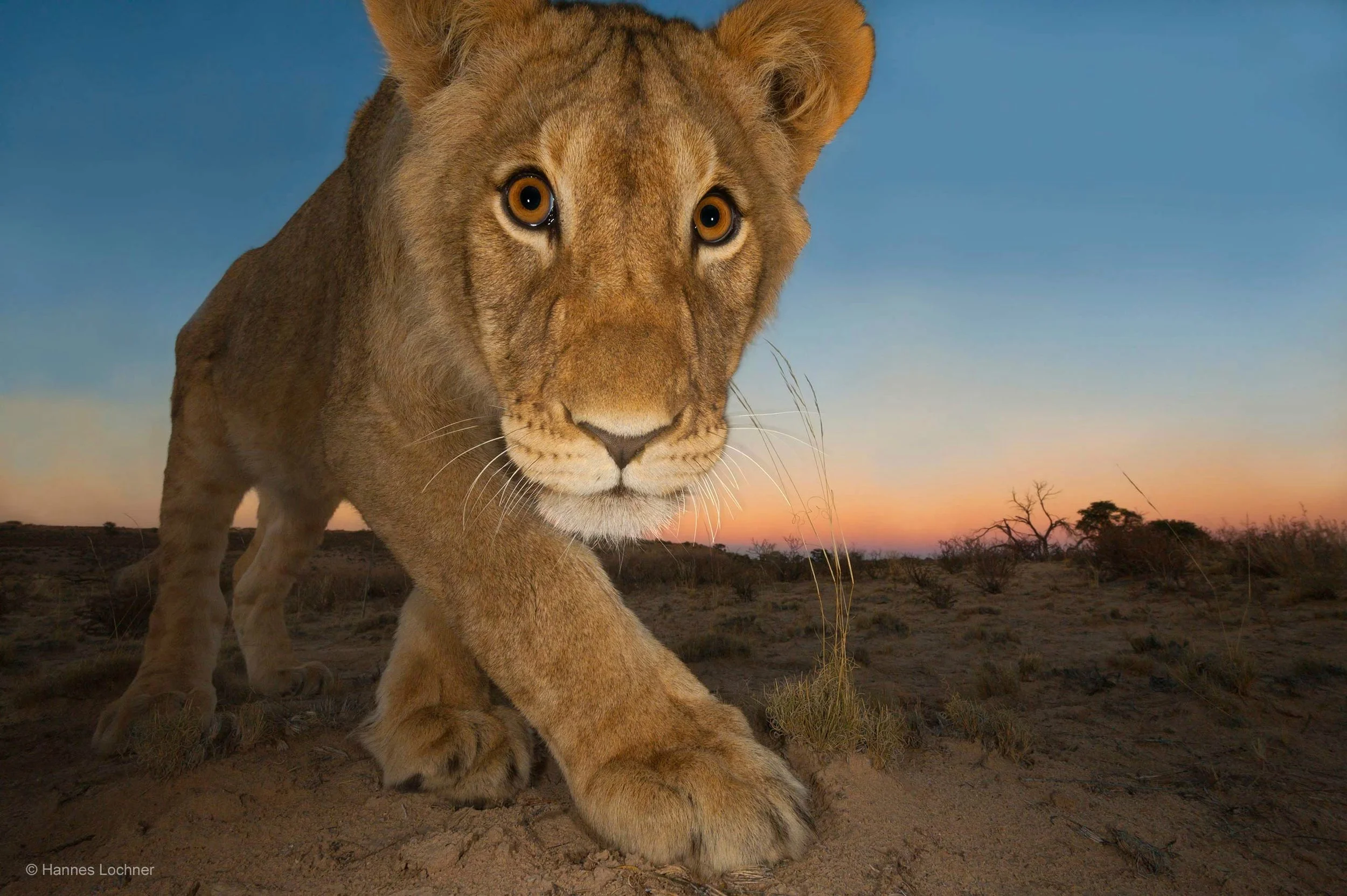 lion1.jpg