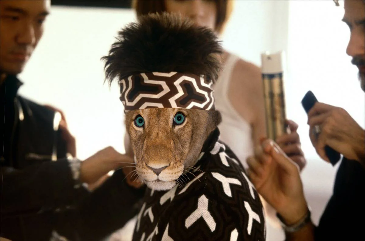 lion2.jpg
