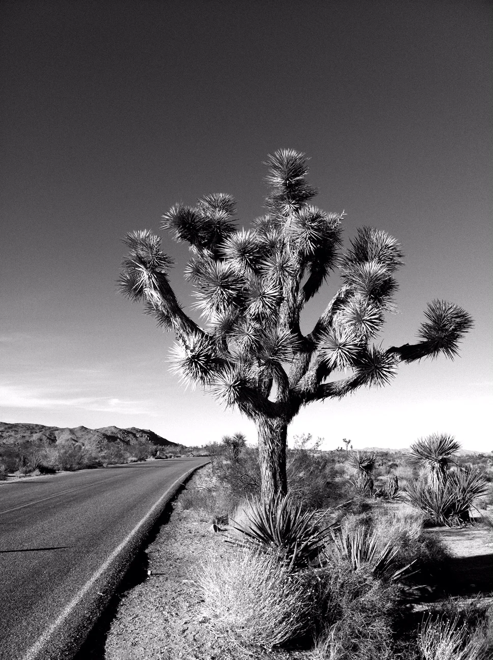 Highway Through Joshua Tree