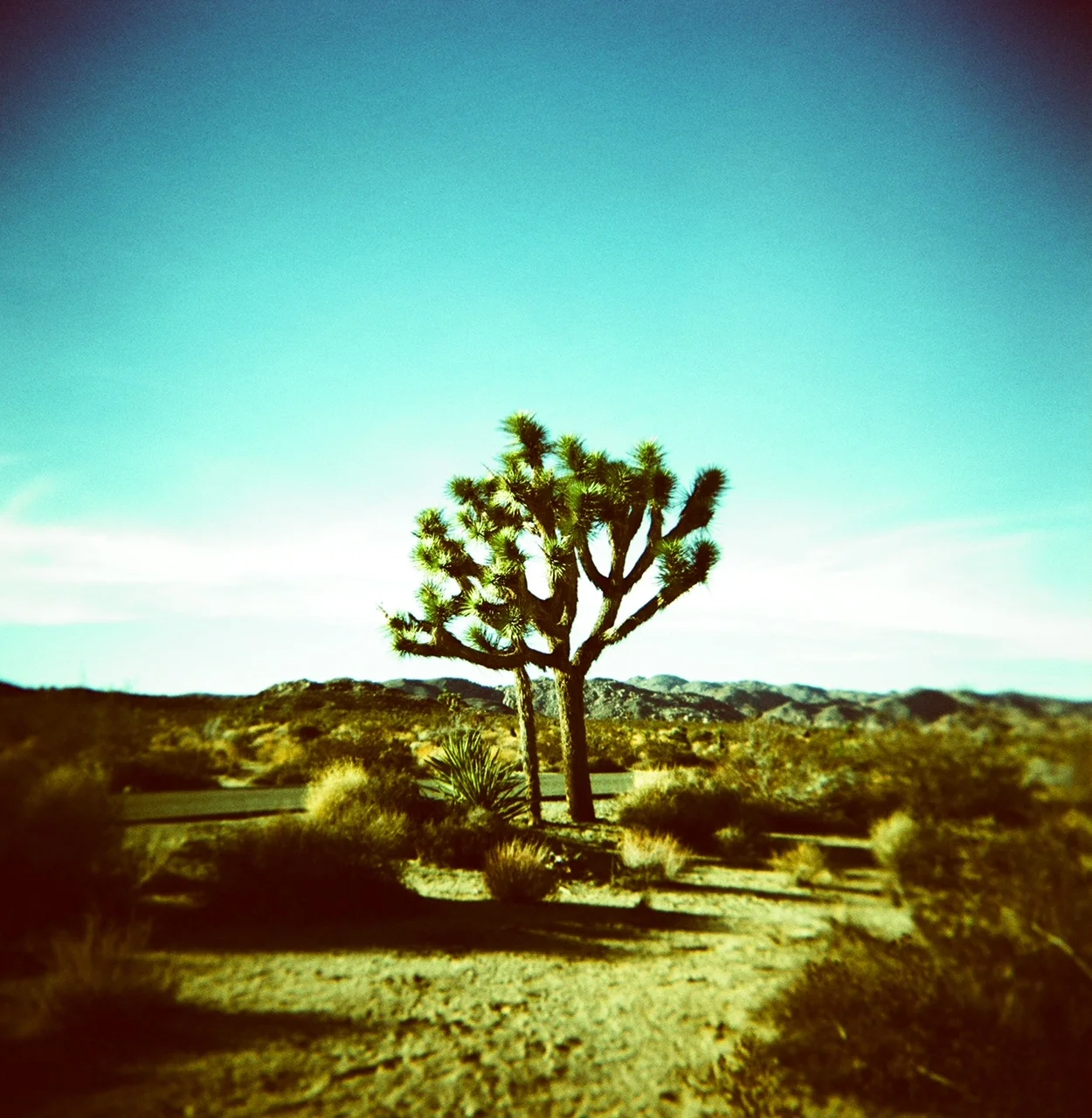 Cyan Skies at Joshua Tree